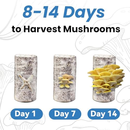 Organic Edible 4lbs Golden Oyster Mushroom Growing Kit, Made in USA, Double-Side Mushroom Grow Kit Indoor, Harvest Gourmet Mushrooms in 10 Days, Top Gardening Gift, Holiday Gift - Thumbnail 4