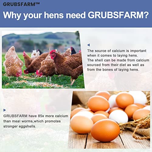 GRUBSFARM Premium Chicken Treats 10LB - Superior to Dried Mealworms - Non-GMO & 85X More Calcium Than Meal Worms - Molting & Laying Supplement - BSF Larvae Treats for Layer Hens, Ducks Wild Birds - Thumbnail 3