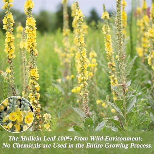 HUAYING Mullein Leaf Tea Bags, 30 Teabags, 3g/Bag For Lungs, Caffeine Free, Non-GMO (3.17 oz/90g) - Thumbnail 5