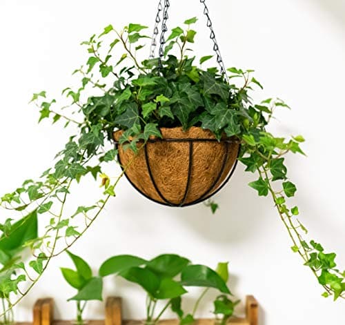 Kingbuy 8" Metal Hanging Basket for Small Succulents & Herbs – 5" Depth Rust-Resistant Wire with Coconut Liner & Chain for Kitchen Window, Balcony & Small Spaces - 2 Pack - Thumbnail 2