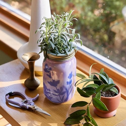 Modern Sprout New & Improved Mason Jar Grow Set, Indoor Herb Garden, Seed Starter Set, Sprouting Jar Planter, Organic Seeds, Hydroponic Growing (Basil + Lavender) - Thumbnail 2