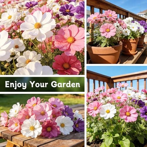 LUOJIBIE Cosmos Seeds, 4,500+ Cosmos Flower Seeds for 2026, Wildflower Seeds for Planting Outdoor Garden, Crazy Blend Mix Color, No Filler, 1.5 Oz Packet, Easy to Grow - Thumbnail 6