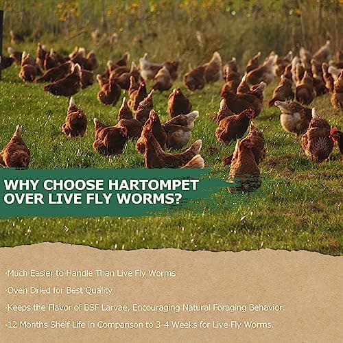 HARTOMPET 1LB Non-GMO Dried Black Soldier Fly Larvae for Chickens, Superior Calcium Boost, Better Than Dried Mealworms, Poultry Feed Ideal for Molting & Laying Hens, Wild Birds, Ducks | Top Grade BSF - Thumbnail 5