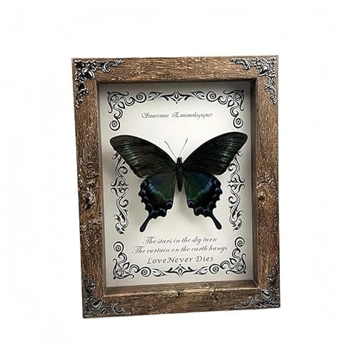 Wugakio Real Butterfly Framed - Hanging wood grain photo frame, Taxidermy Animals for Oddities and Curiosities Gifts (papilio maackii - Wood Grain Photo Frame) - Thumbnail 4