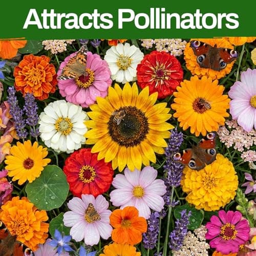 10 Varieties Flower Seeds in Individual Packs, 66,600+ Non-GMO Seeds Indoor Outdoor, Includes Zinnia Lavender Sunflower Marigold Cosmos Nasturtium Snapdragon Borage Yarrow Calendula, Wildflower Seeds - Thumbnail 4