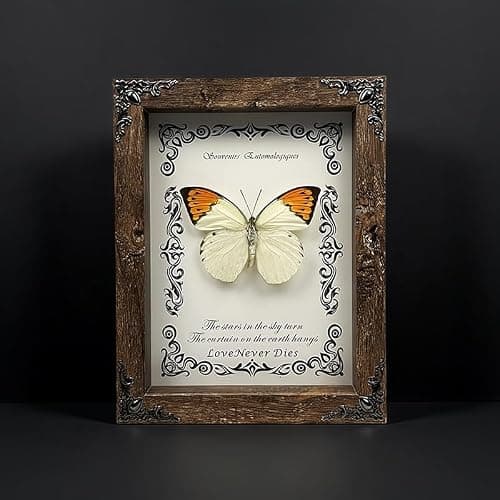 Wugakio Real Butterfly Framed - Hanging wood grain photo frame, Taxidermy Animals for Oddities and Curiosities Gifts (Hebomoia glaucippe - Wood Grain Photo Frame) - Thumbnail 6
