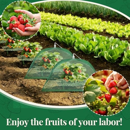 6 Sets Strawberry Plant Support with Mesh Plant Cover, Strawberry Growing Rack Kit with 24 Iron Plant Nails for Garden, Strawberry Growing Frame with Protective Net for Strawberries Tomatoes Veggies - Thumbnail 5