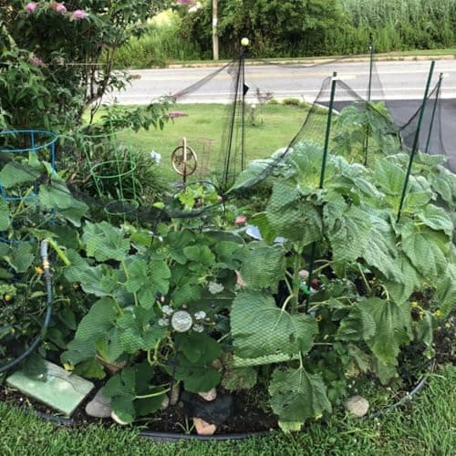 Junflying Bird Netting, 10x10 FT – 1/2" Mesh, Woven Garden Netting Against Birds, Deer, Rabbits, Small Animals, Mesh Net Roof Cover for Bed, Vegetables, Fruit Tree, Blueberry Bush & Strawberry Plant - Thumbnail 4