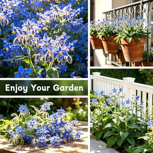 LUOJIBIE Borage Seeds, 2,000+ Blue Borage Seeds for Planting Outdoor & Indoor, Flower Seeds Bulk for Garden, Non-GMO & Heirloom, Easy to Grow - Thumbnail 5