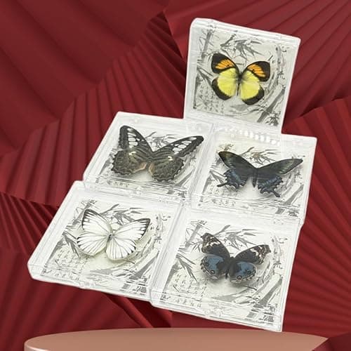 Wugakio 6pcs Collected Butterfly Specimen Display Box Educational Transparent Butterfly Showcase for Students for Home Decoration and Teaching Aid for Collectors and Nature Enthusiasts - Thumbnail 4