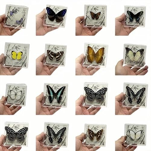 Wugakio 6pcs Collected Butterfly Specimen Display Box Educational Transparent Butterfly Showcase for Students for Home Decoration and Teaching Aid for Collectors and Nature Enthusiasts - Thumbnail 2
