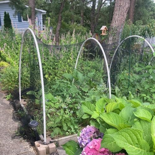 Junflying Bird Netting, 10x10 FT – 1/2" Mesh, Woven Garden Netting Against Birds, Deer, Rabbits, Small Animals, Mesh Net Roof Cover for Bed, Vegetables, Fruit Tree, Blueberry Bush & Strawberry Plant - Thumbnail 3