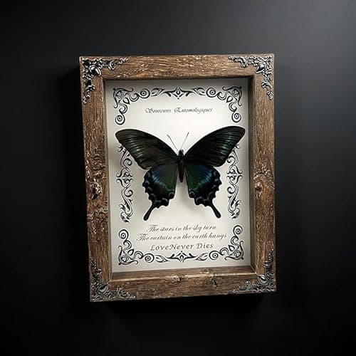 Wugakio Real Butterfly Framed - Hanging wood grain photo frame, Taxidermy Animals for Oddities and Curiosities Gifts (papilio maackii - Wood Grain Photo Frame) - Thumbnail 6