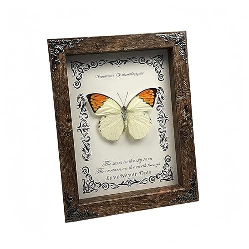 Wugakio Real Butterfly Framed - Hanging wood grain photo frame, Taxidermy Animals for Oddities and Curiosities Gifts (Hebomoia glaucippe - Wood Grain Photo Frame) - Thumbnail 2