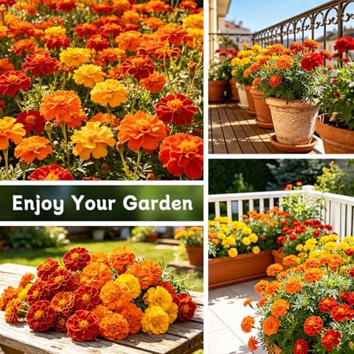 LUOJIBIE Marigold Seeds, 12,000+ Marigold Seeds for Planting Outdoor & Indoor, Flower Seeds Bulk for Gardening and Home, Non-GMO Heirloom, Easy to Grow - Thumbnail 5