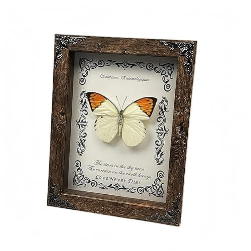Wugakio Real Butterfly Framed - Hanging wood grain photo frame, Taxidermy Animals for Oddities and Curiosities Gifts (Hebomoia glaucippe - Wood Grain Photo Frame) - Thumbnail 3