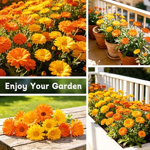 LUOJIBIE Calendula Seeds, Calendula Seeds for Planting Outdoor & Indoor, 8,000+ Pacific Beauty Mix Annual Flower Seeds Bulk, Non-GMO Flower Seeds, Large Blooms, Easy to Grow - Thumbnail 5