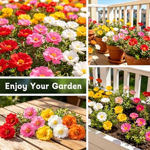 LUOJIBIE Moss Rose Seeds, 20,000+ Bulk Flower Seeds for Planting Outdoors(99% Pure Live, Non-GMO), Mixed Colors and Large Blooms, Attracts Pollinators, Easy to Grow - Thumbnail 5
