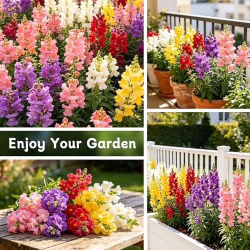 LUOJIBIE Snapdragon Seeds, 10,0000+ Tetra Mix Snapdragon Seeds for Planting (Antirrhinum Majus) Fairy Bouquet Blend, Non-GMO Heirloom Annual Flower Garden Seeds Bulk for Outdoor & Indoor - Thumbnail 5