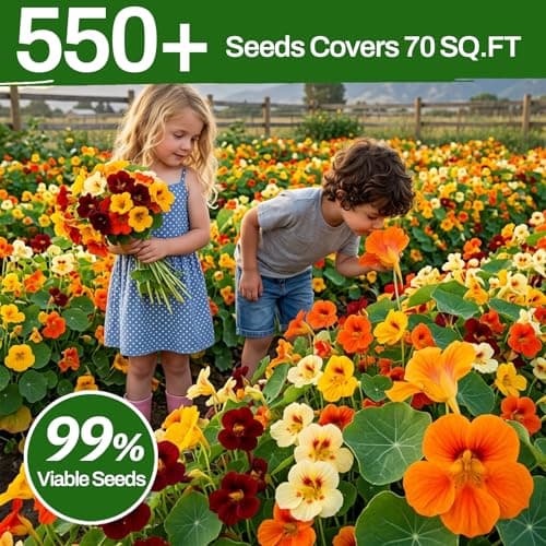 LUOJIBIE Nasturtium Seeds, 550+ Mixed Colors Large Blooms Seeds Bulk Pack, Nasturtium Seeds for Planting 2026, High Germination Non-GMO, Wildflower Seeds for Planting Indoor Outdoor, Open Pollinated - Thumbnail 3