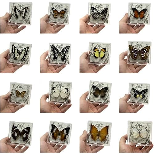 Wugakio 6pcs Collected Butterfly Specimen Display Box Educational Transparent Butterfly Showcase for Students for Home Decoration and Teaching Aid for Collectors and Nature Enthusiasts