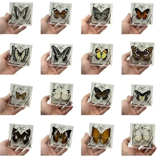 Wugakio 6pcs Collected Butterfly Specimen Display Box Educational Transparent Butterfly Showcase for Students for Home Decoration and Teaching Aid for Collectors and Nature Enthusiasts - Image 1