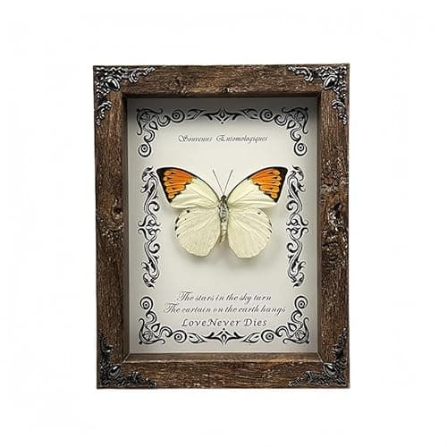 Wugakio Real Butterfly Framed - Hanging wood grain photo frame, Taxidermy Animals for Oddities and Curiosities Gifts (Hebomoia glaucippe - Wood Grain Photo Frame) - Image 1