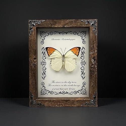 Wugakio Real Butterfly Framed - Hanging wood grain photo frame, Taxidermy Animals for Oddities and Curiosities Gifts (Hebomoia glaucippe - Wood Grain Photo Frame) - Thumbnail 5