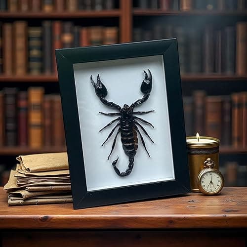 Real Forest Scorpion Specimen, Black Frame Shadow Box, Taxidermy for Insect Lovers,Insect Taxidermy Display Wall Art Hanging Decor Home Living Decor (Scorpion +Plastic Box) - Thumbnail 4