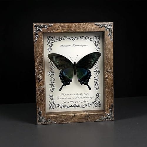 Wugakio Real Butterfly Framed - Hanging wood grain photo frame, Taxidermy Animals for Oddities and Curiosities Gifts (papilio maackii - Wood Grain Photo Frame) - Thumbnail 5
