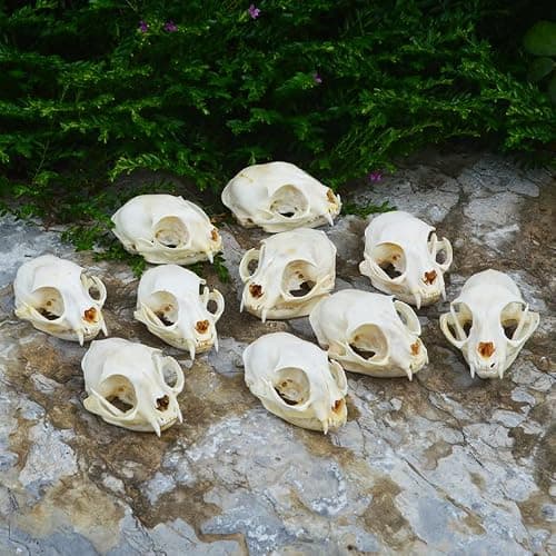 Wugakio Taxidermy Real Animals Myocastor Cat Skulls, Real Bones Specimen, Taxidermy Supplies for Science Education - Thumbnail 4