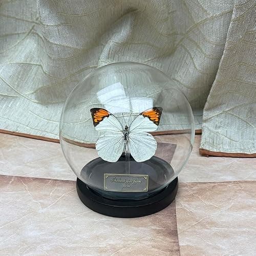 Wugakio Glass Taxidermy Butterfly Specimen Shadow Box, Butterfly Gifts for Women Girls with Glass Cover, Butterfly Decor for Bedroom Office Living Room Desk (Hebomoia glaucippe-1) - Image 1