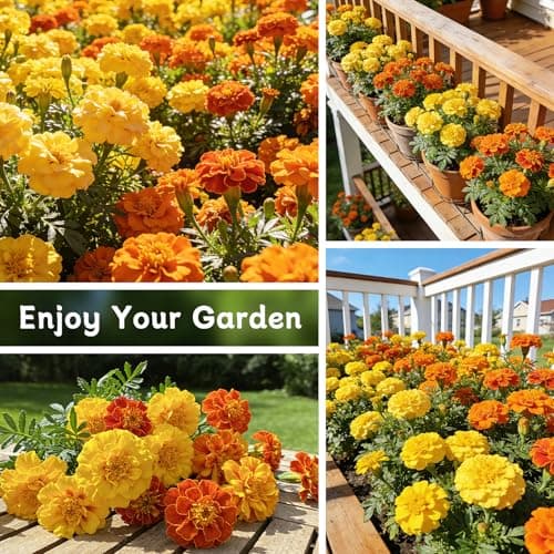 LUOJIBIE French Marigold Seeds for Planting Outdoors, Giant Marigold Flowers Seeds Bulk for 2026, Over 4,000+ Seeds Prolific Blooms, Ideal for Vibrant Pollinator Gardens - Thumbnail 6