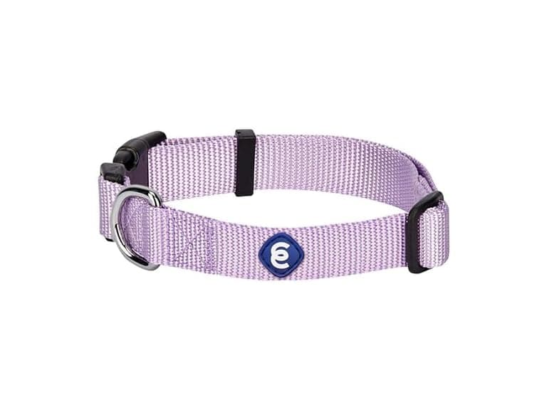 Blueberry Pet Essentials Medium Dog Collar in Lavender - Image 1