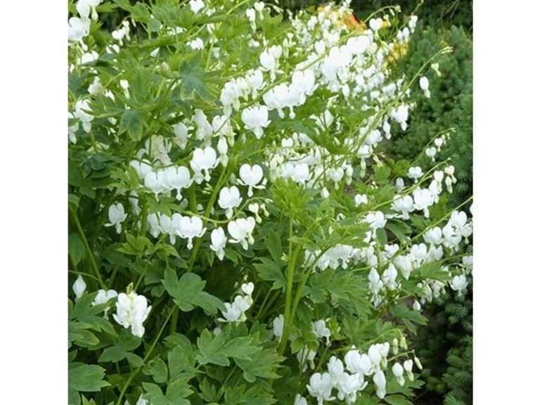 Old Fashioned Bleeding Hearts Flowers White - Image 1