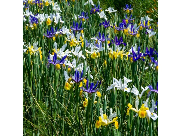 Dutch Iris Mix Flowers - Image 1