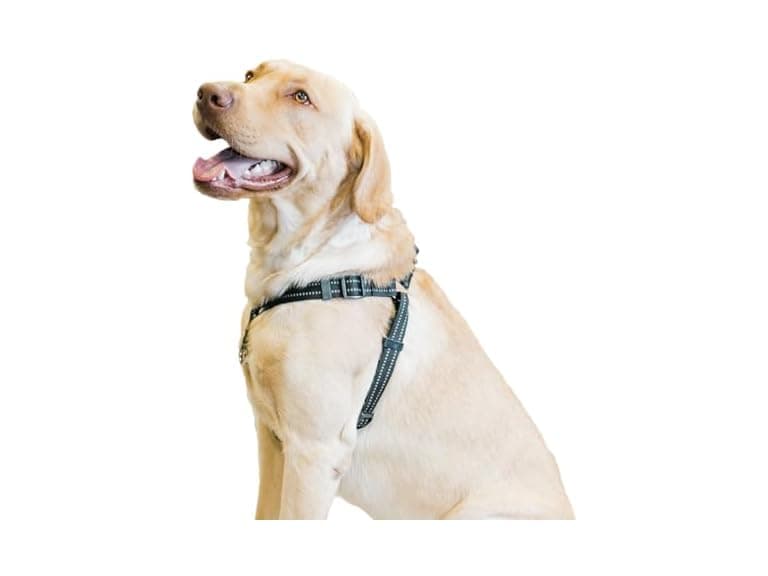 Premier Pet Step-in Harness - Large - Image 1