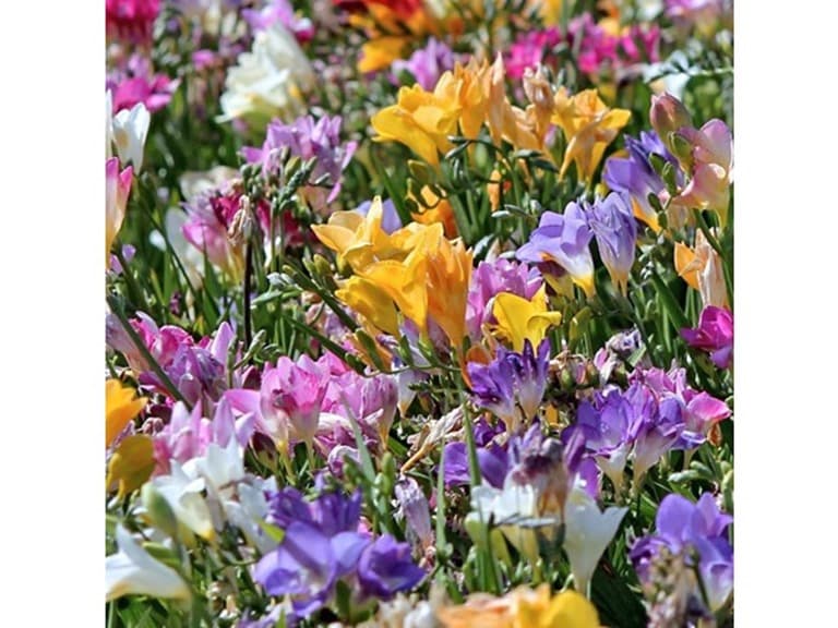 Mixed Freesia Flowers - Image 1
