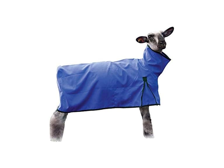 Weaver Livestock Sheep Blanket with Solid Blue - Image 1