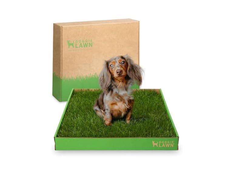 DoggieLawn Real Grass Puppy Pee Pads- 24 x 16 - Image 1