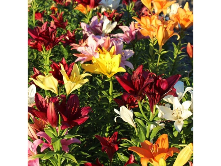 Lilium Oohs and Aahs- 20 Bulbs - Image 1