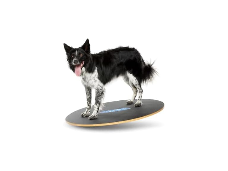 FitPAWS Wobble Board - Dog Balance Training E - Image 1