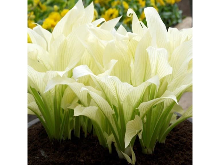 White Feather Hosta - 2 Bare Roots - Image 1