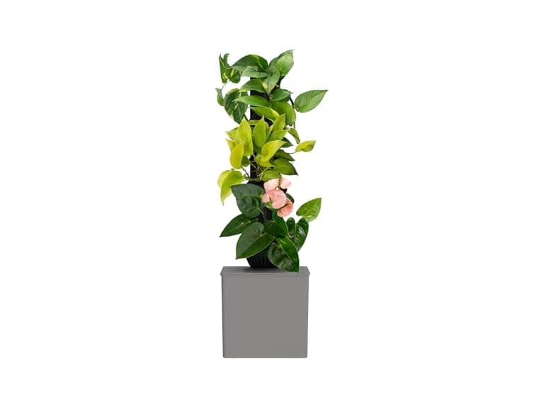 Tevatower Mini Smart Self-Watering Indoor Garden System - Image 1