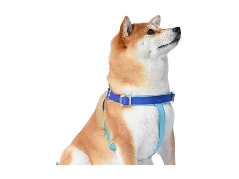 Wags & Wiggles Waterproof PVC Dog Harness - Image 1