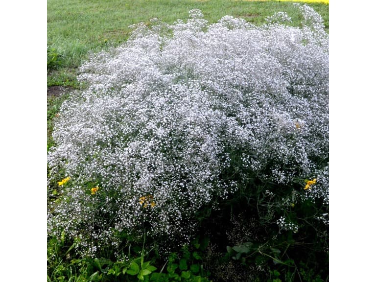 Gypsophila Baby's Breath - 6 or 12 Bulbs - Image 1