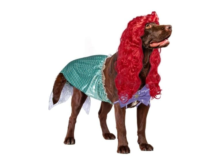 Disney Princesses: Ariel Pet Costume for For - Image 1