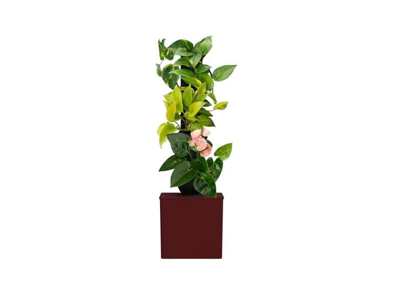 Tevagrow Tevatower Mini Smart Self-Watering - Image 1