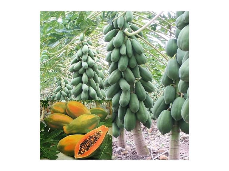 CHUXAY GARDEN Sunrise Papaya Seeds - Image 1