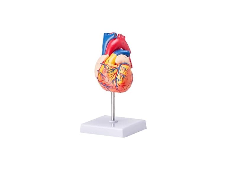 VEVOR Human Heart Model, 2-Part 1:1 - Image 1